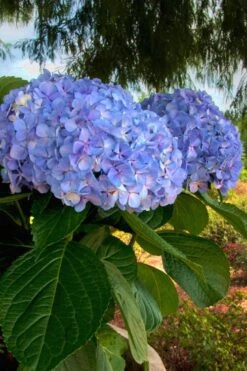 Big Daddy Hydrangea - 2 Gallon Pot -Garden Plant Store Hydrangea Big Daddy 500x750 1