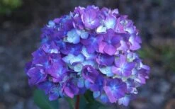 Bloomstruck Endless Summer Hydrangea - 2 Gallon Pot -Garden Plant Store Hydrangea Bloomstruck Bloom