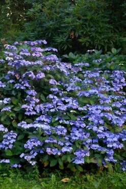 Blue Wave Lacecap Hydrangea - 3 Gallon Pot -Garden Plant Store Hydrangea Blue Wave 1