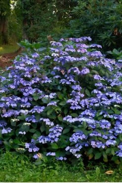 Blue Wave Lacecap Hydrangea - 3 Gallon Pot -Garden Plant Store Hydrangea Blue Wave 3