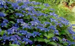 Bluebird Hydrangea - 3 Gallon Pot 7 Bluebird Hydrangea - 3 Gallon Pot -Garden Plant Store Hydrangea Bluebird 3