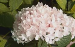Blushing Bride Endless Summer Hydrangea - 3 Gallon Pot -Garden Plant Store Hydrangea Blushing Bride 2 2