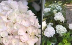 Blushing Bride Endless Summer Hydrangea - 2 Gallon Pot -Garden Plant Store Hydrangea Blushing Bride