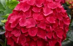 Cardinal Red Hydrangea - 3 Gallon Pot -Garden Plant Store Hydrangea Cardinal 2