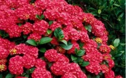 Cardinal Red Hydrangea - 3 Gallon Pot -Garden Plant Store Hydrangea Cardinal Shrub In Bloom 2