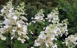 Kyushu Hydrangea - 3 Gallon Pot -Garden Plant Store Hydrangea Chantilly Lace 1