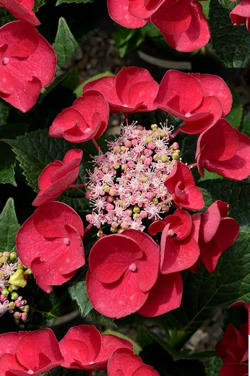 Cherry Explosion Hydrangea - 3 Gallon Pot 1 Cherry Explosion Hydrangea - 3 Gallon Pot