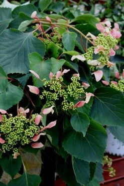 Rose Sensation Pink Climbing Hydrangea Vine - 3 Gallon Pot -Garden Plant Store Hydrangea Climbing Rose Sensation 2 1