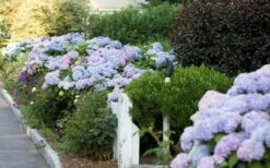 Dear Dolores Hydrangea - 2 Gallon Pot -Garden Plant Store Hydrangea Dear Dolores Garden Planting 1
