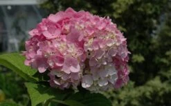 Dear Dolores Hydrangea - 2 Gallon Pot -Garden Plant Store Hydrangea Dear Dolores Pink 1