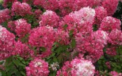 Diamond Rouge Hydrangea - 3 Gallon Pot -Garden Plant Store Hydrangea Diamond Rouge 7