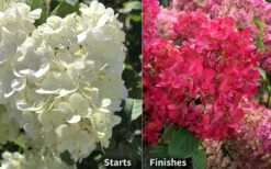 Diamond Rouge Hydrangea - 3 Gallon Pot -Garden Plant Store Hydrangea Diamond Rouge 8