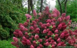 Diamond Rouge Hydrangea - 3 Gallon Pot -Garden Plant Store Hydrangea Diamond Rouge5