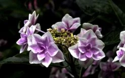 Double Delights Stargazer Hydrangea - 3 Gallon Pot -Garden Plant Store Hydrangea Double Delights Stargazer 5