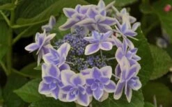 Double Delights Stargazer Hydrangea - 3 Gallon Pot -Garden Plant Store Hydrangea Double Delights Stargazer 6