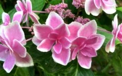 Double Delights Stargazer Hydrangea - 3 Gallon Pot -Garden Plant Store Hydrangea Double Delights Stargazer 7