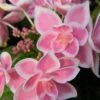 Double Delights Stargazer Hydrangea - 3 Gallon Pot