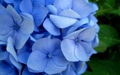 Endless Summer Hydrangea Original - 7 Gallon Pot -Garden Plant Store Hydrangea Endless Summer Closeup 2 3