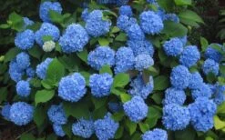 Endless Summer Hydrangea Original - 1 Gallon Pot -Garden Plant Store Hydrangea Endless Summer Closeup 3 2