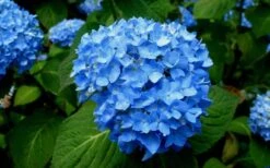 Endless Summer Hydrangea Original - 1 Gallon Pot -Garden Plant Store Hydrangea Endless Summer Closeup 4