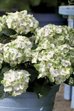 Everlasting Noblesse Hydrangea - 3 Gallon Pot -Garden Plant Store Hydrangea Everlasting Noblesse 1