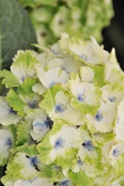 Everlasting Noblesse Hydrangea - 3 Gallon Pot -Garden Plant Store Hydrangea Everlasting Noblesse 3