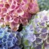 Everlasting Revolution Hydrangea - 3 Gallon Pot