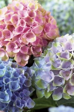 Everlasting Revolution Hydrangea - 3 Gallon Pot