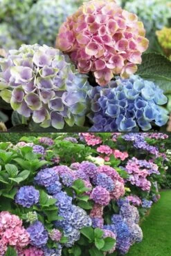 Everlasting Revolution Hydrangea - 3 Gallon Pot 7 Everlasting Revolution Hydrangea - 3 Gallon Pot -Garden Plant Store Hydrangea Everlasting Revolution 2 1