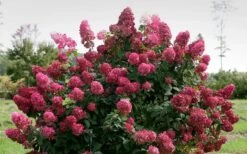 Fire Light Hydrangea - 3 Gallon Pot -Garden Plant Store Hydrangea Fire Light 1