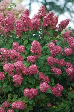 Fire Light Hydrangea - 3 Gallon Pot -Garden Plant Store Hydrangea Fire Light 2