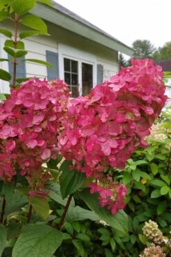 Fire Light Hydrangea - Single Trunk Topiary Tree - 5 Gallon Pot -Garden Plant Store Hydrangea Fire Light 3 1