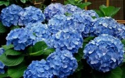 Glory Blue Hydrangea - 1 Gallon Pot -Garden Plant Store Hydrangea Glory Blue 11 1