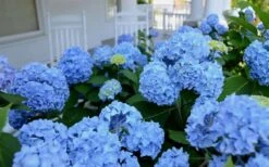Nikko Blue Hydrangea - 2 Gallon Pot -Garden Plant Store Hydrangea Glory Blue Shrub 2 2
