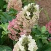 Jetstream Oakleaf Hydrangea - 3 Gallon Pot