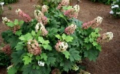 Jetstream Oakleaf Hydrangea - 3 Gallon Pot -Garden Plant Store Hydrangea Jetstream 5