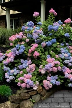 L.A. Dreamin Hydrangea - 3 Gallon Pot -Garden Plant Store Hydrangea LA Dreamin 5 1