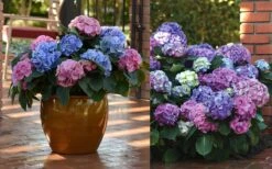 L.A. Dreamin' Hydrangea - 2 Gallon Pot -Garden Plant Store Hydrangea LA Dreamin Blooms 2