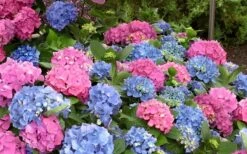 L.A. Dreamin' Hydrangea - 2 Gallon Pot -Garden Plant Store Hydrangea LA Dreamin Blooms