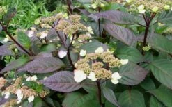 Lady In Red Hydrangea - 3 Gallon Pot 11 Lady In Red Hydrangea - 3 Gallon Pot -Garden Plant Store Hydrangea Lady In Red Budded