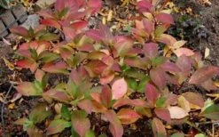Lady In Red Hydrangea - 3 Gallon Pot 13 Lady In Red Hydrangea - 3 Gallon Pot -Garden Plant Store Hydrangea Lady In Red Fall Foliage Leaf Color