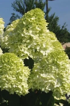 Limelight PeeGee Hydrangea - 3 Gallon Pot 15 Limelight PeeGee Hydrangea - 3 Gallon Pot -Garden Plant Store Hydrangea Limelight 101 1