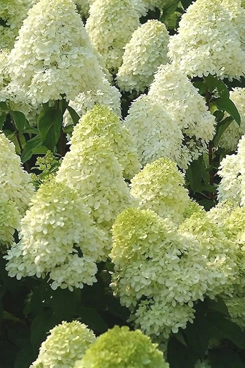 Limelight PeeGee Hydrangea - 3 Gallon Pot 1 Limelight PeeGee Hydrangea - 3 Gallon Pot