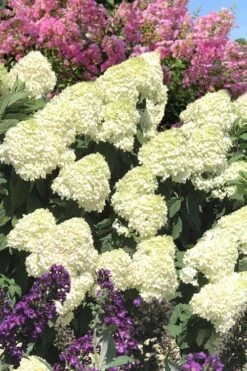 Limelight PeeGee Hydrangea - 2.5 Gallon Pot 17 Limelight PeeGee Hydrangea - 2.5 Gallon Pot -Garden Plant Store Hydrangea Limelight 110 2