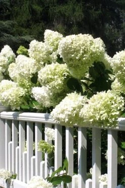 Limelight PeeGee Hydrangea - 7 Gallon Pot (3-4') 14 Limelight PeeGee Hydrangea - 7 Gallon Pot (3-4') -Garden Plant Store Hydrangea Limelight 21
