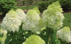 Limelight PeeGee Hydrangea - 1 Gallon Pot 14 Limelight PeeGee Hydrangea - 1 Gallon Pot -Garden Plant Store Hydrangea Limelight Flowers