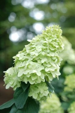 Limelight Prime Hydrangea - 2 Gallon Pot -Garden Plant Store Hydrangea Limelight Prime 1 1