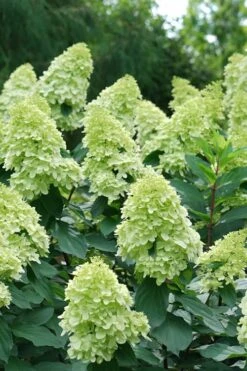 Limelight Prime Hydrangea - 2 Gallon Pot -Garden Plant Store Hydrangea Limelight Prime 4 1