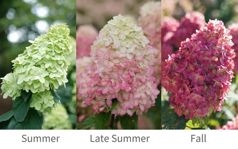 Limelight Prime Hydrangea - 3 Gallon Pot 4 Limelight Prime Hydrangea - 3 Gallon Pot - Image 4