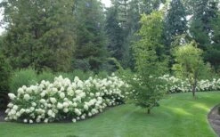 Limelight PeeGee Hydrangea - 3 Gallon Pot 13 Limelight PeeGee Hydrangea - 3 Gallon Pot -Garden Plant Store Hydrangea Limelight hedge natural 2